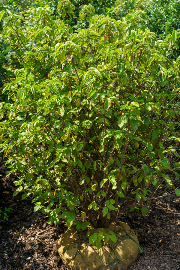 Michael Dodge Linden Viburnum