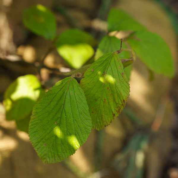 Michael Dodge Linden Viburnum