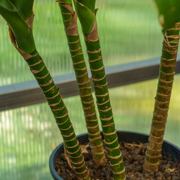 Michiko Dracaena