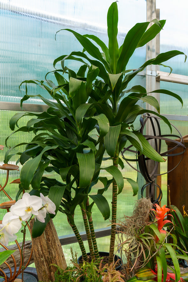 Michiko Dracaena