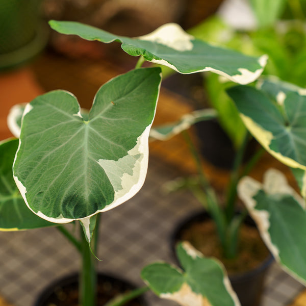 Mickey Mouse Alocasia