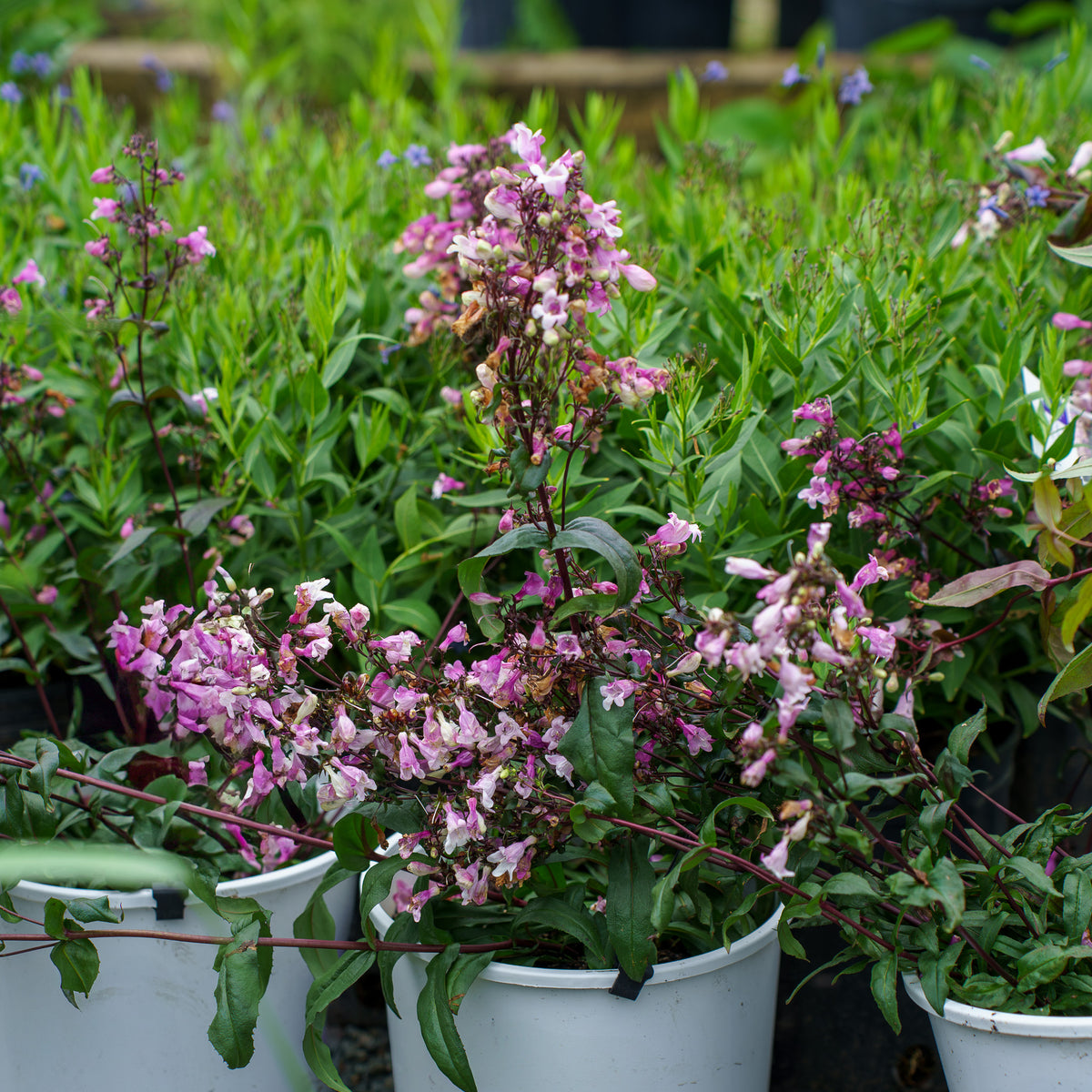 Midnight Masquerade Beardtongue – Plant Detectives