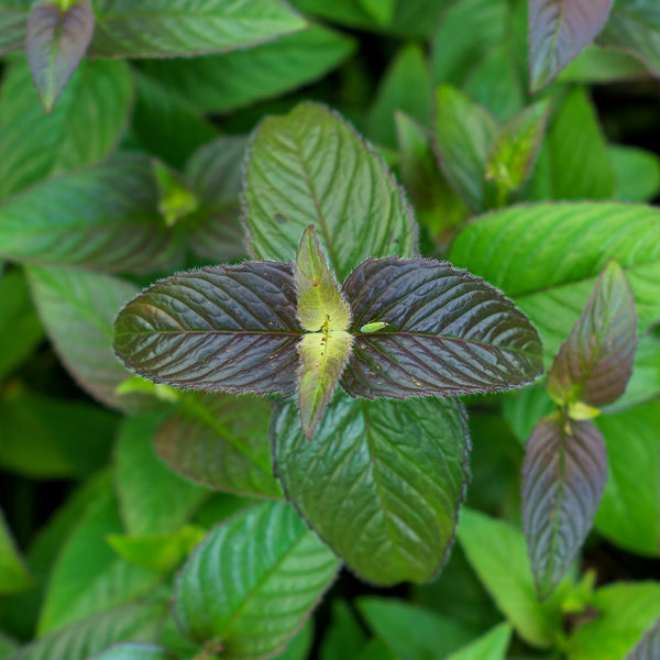 Midnight Oil Eastern Bee Balm