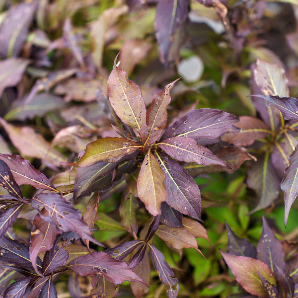 Midnight Wine Shine Weigela