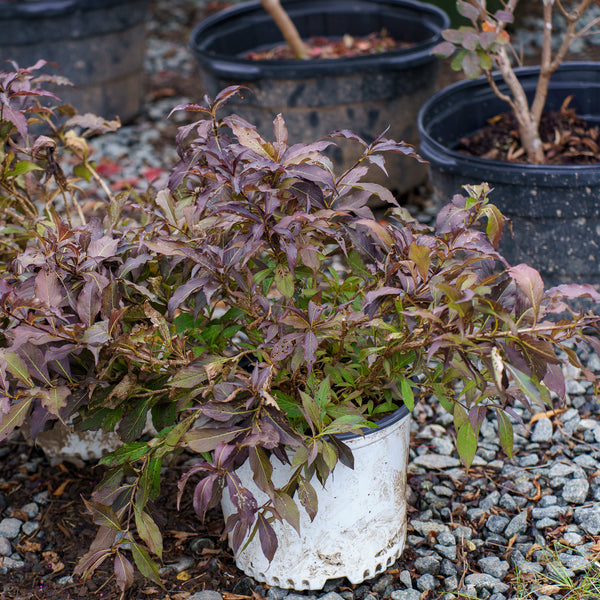 Midnight Wine Shine Weigela