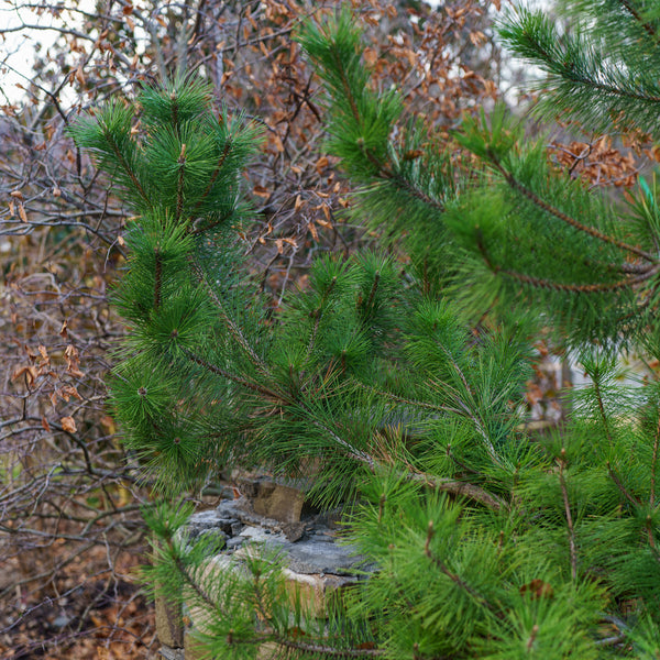 Mikawa Japanese Black Pine