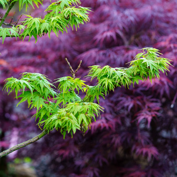 Mikawa Yatsubusa Japanese Maple - Japanese Maple - Japanese Maples