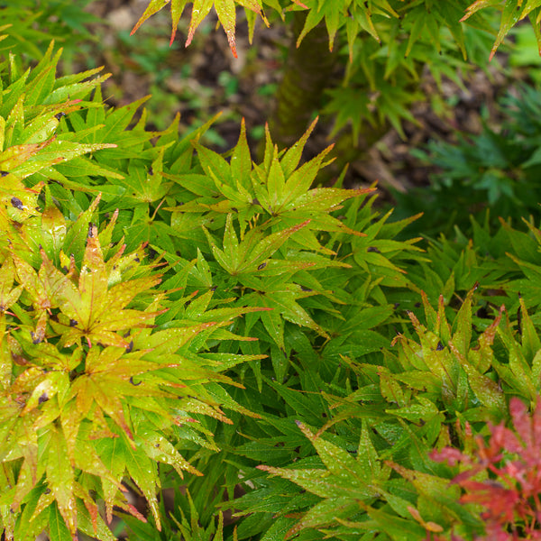 Mikawa Yatsubusa Japanese Maple