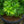 Load image into Gallery viewer, Mikawa Yatsubusa Japanese Maple
