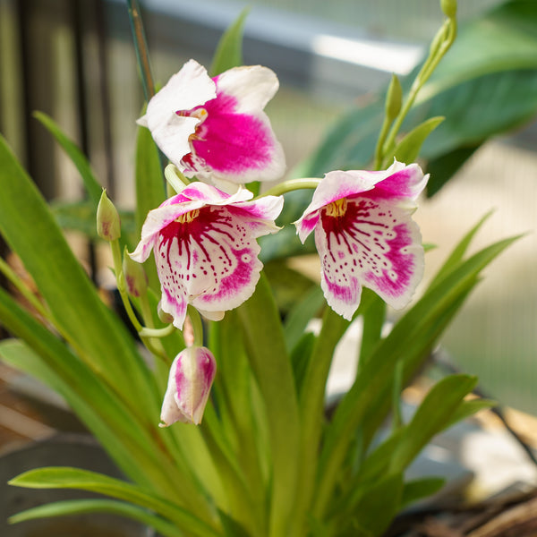 miltonia orchid potting mix Pansy Orchid – Plant Detectives