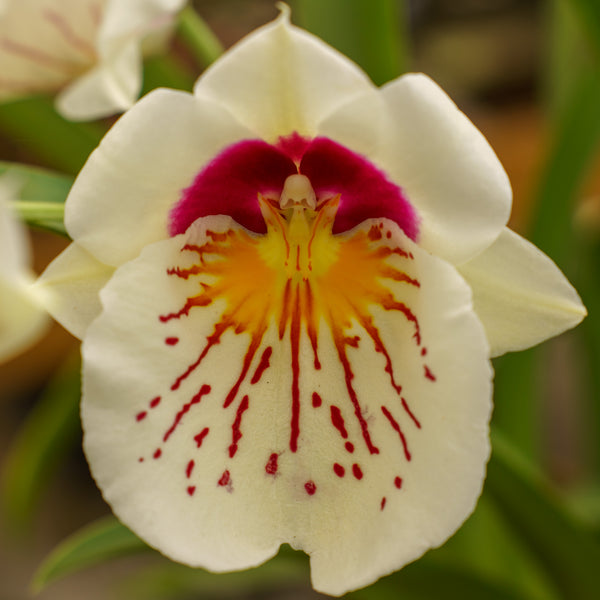 Miltonia Orchid