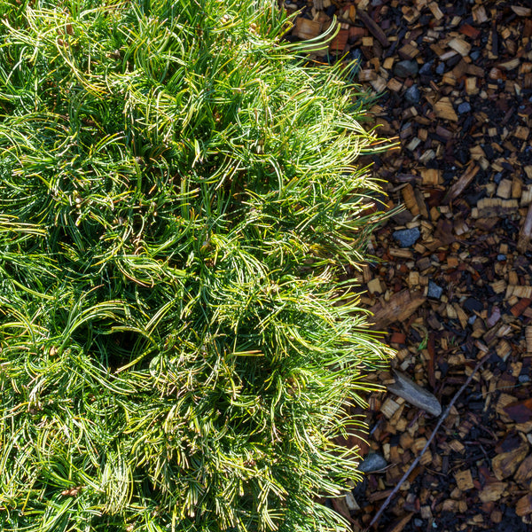 Mini Twists Eastern White Pine - Pine - Conifers