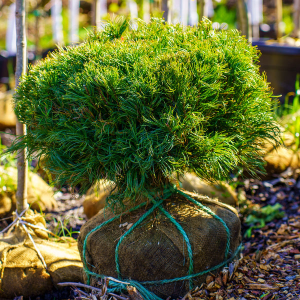 Mini Twists Eastern White Pine - Pine - Conifers