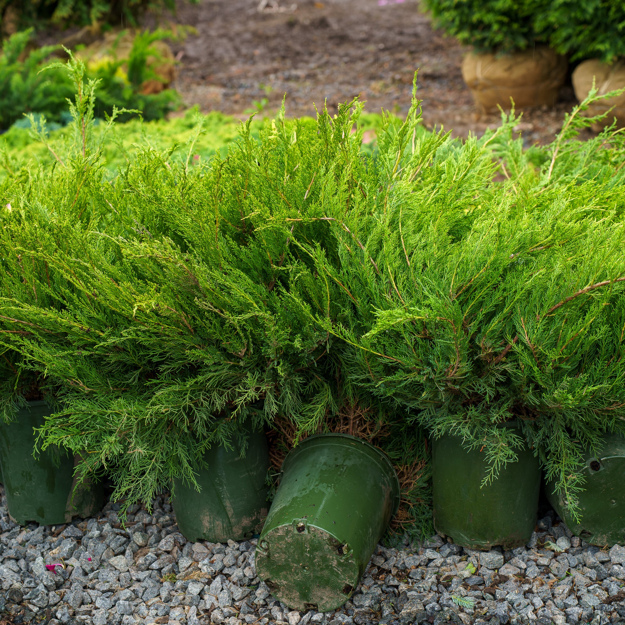 Mint Julep Chinese Juniper – Plant Detectives