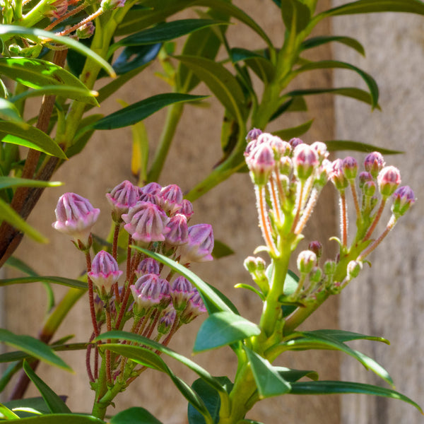 Minuet Mountain Laurel - Mountain Laurel - Shrubs