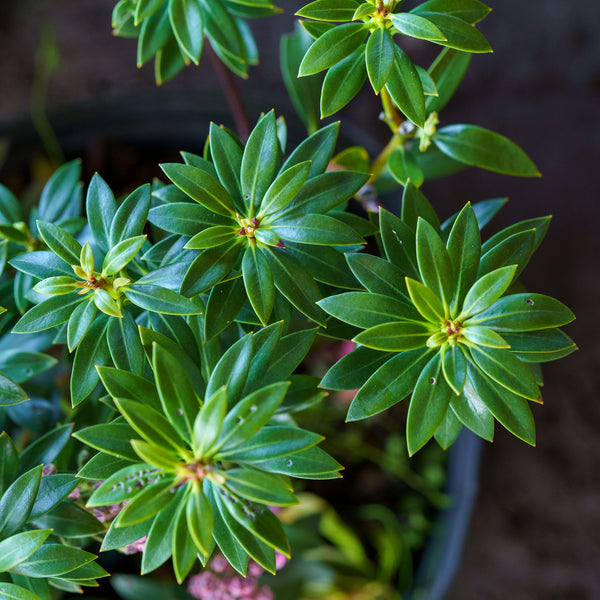 Minuet Mountain Laurel - Mountain Laurel - Shrubs