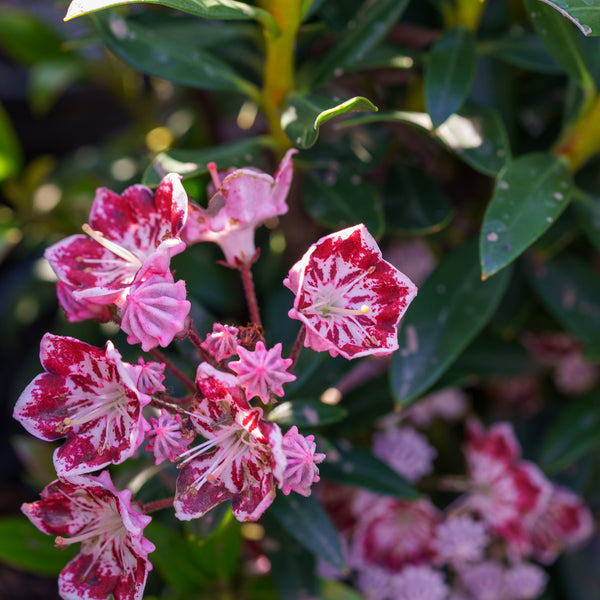 Minuet Mountain Laurel - Mountain Laurel - Shrubs