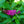 Load image into Gallery viewer, Miss Molly Butterfly Bush
