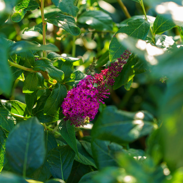 Miss Ruby Butterfly Bush