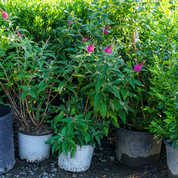 Miss Ruby Butterfly Bush