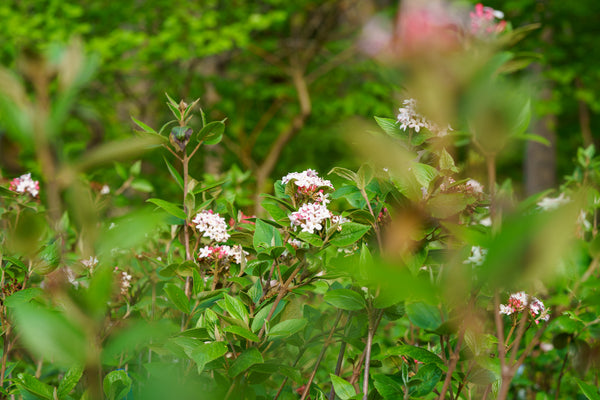 Mohawk Viburnum - Viburnum - Shrubs