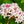 Load image into Gallery viewer, Mohawk Viburnum - Viburnum - Shrubs
