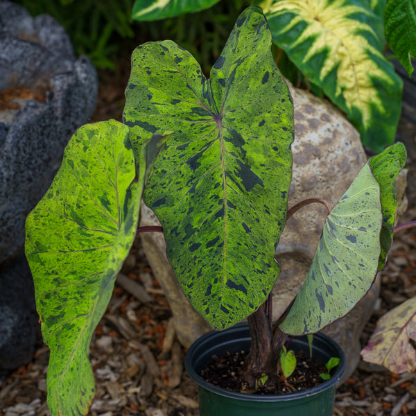 Mojito Elephant Ear