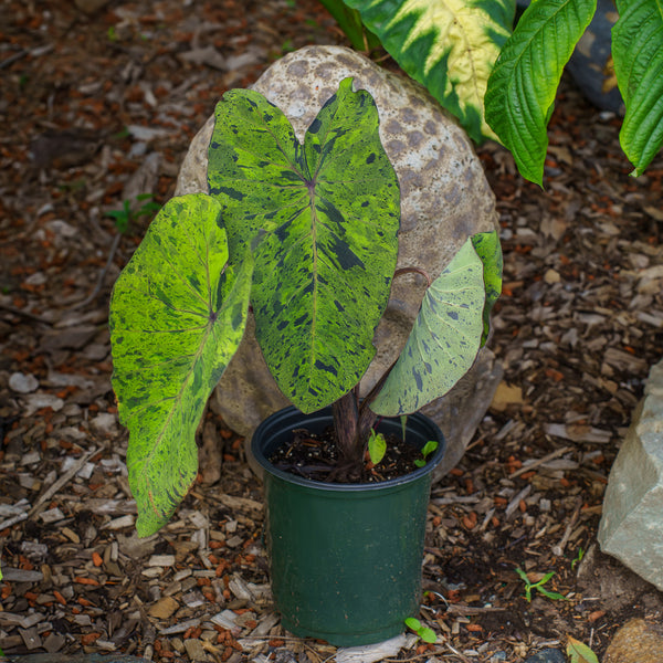 Mojito Elephant Ear