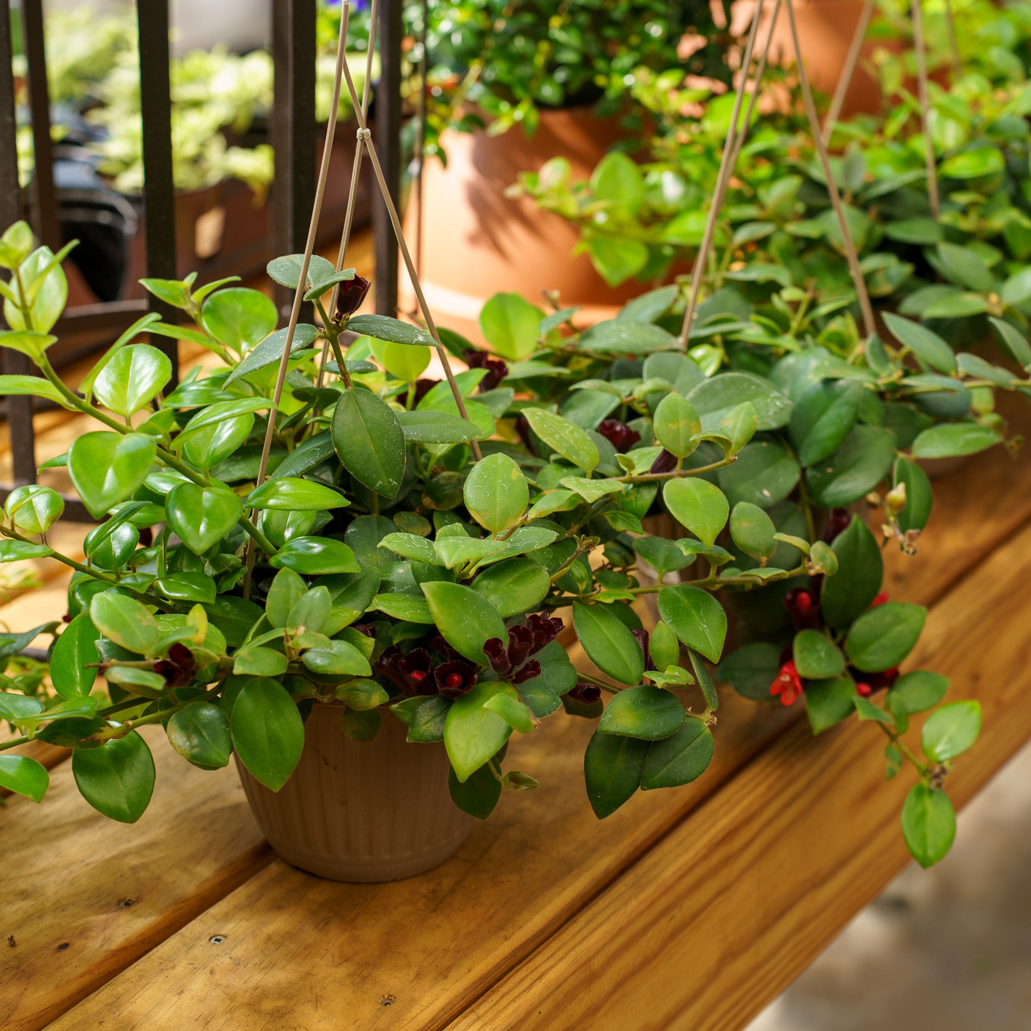 Mona Lisa Lipstick Plant – Plant Detectives
