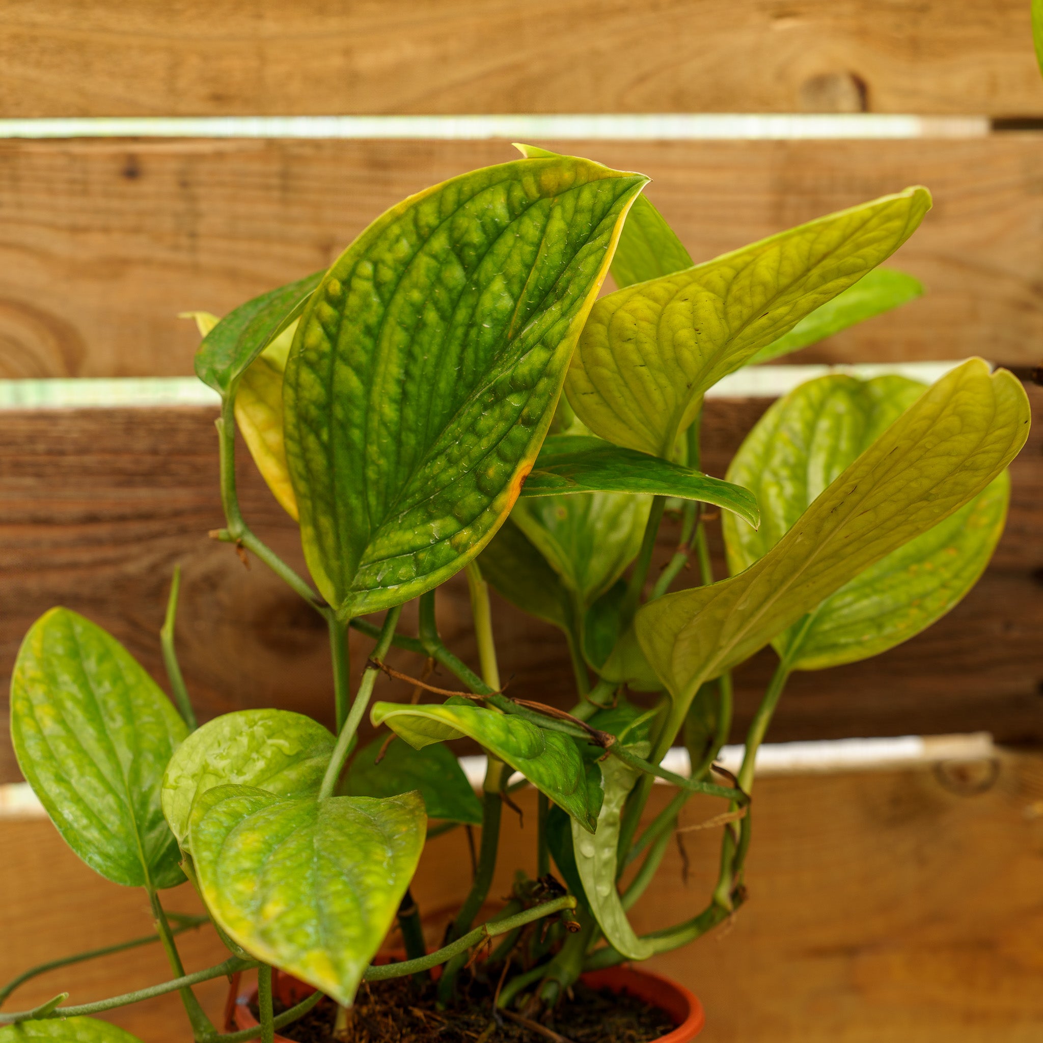 Peru Monstera – Plant Detectives