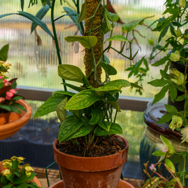 Monstera Peru