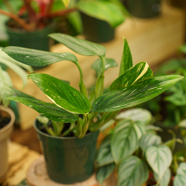 Monstera Standleyana Albo