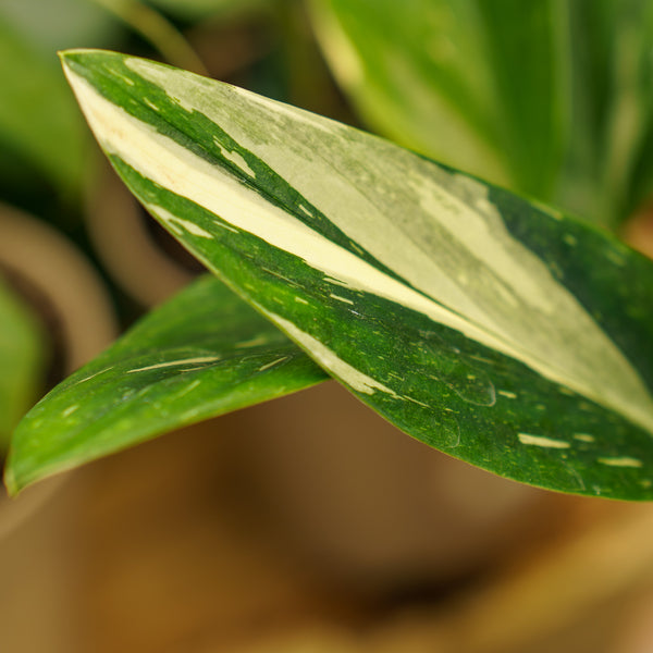 Monstera Standleyana Albo