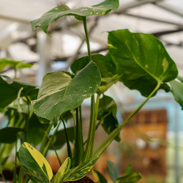 Thai Constellation Monstera