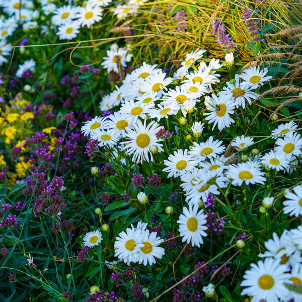 Montauk Daisy