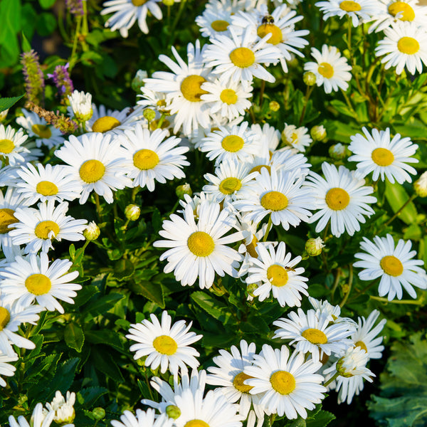 Montauk Daisy