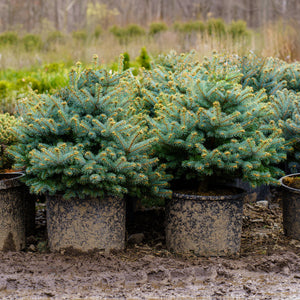 Montgomery Colorado Spruce - Spruce - Conifers