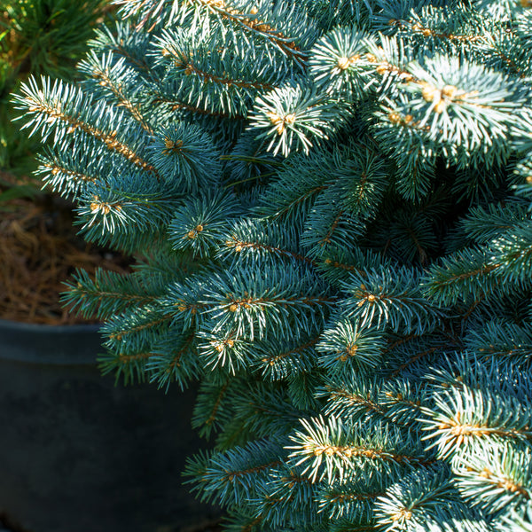 Montgomery Colorado Spruce