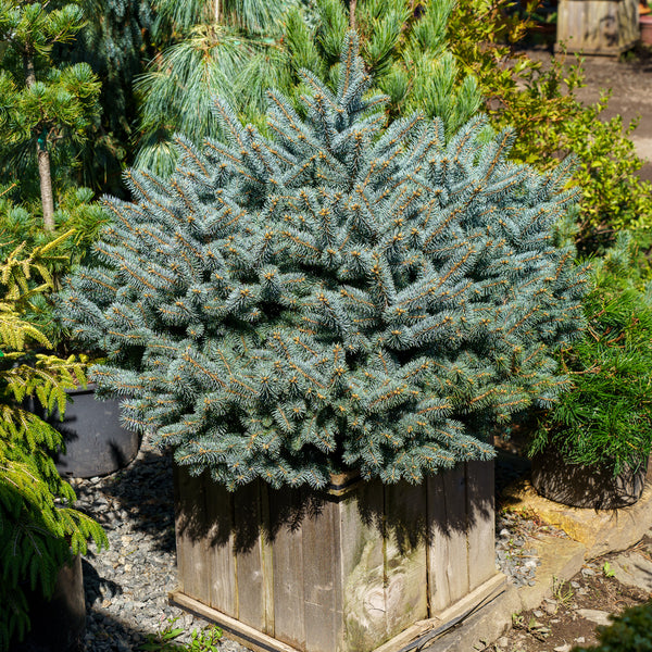 Montgomery Colorado Spruce