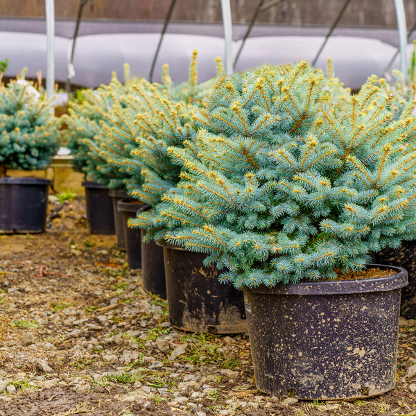 Montgomery Colorado Spruce - Spruce - Conifers