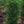 Load image into Gallery viewer, Montrose Spire White Spruce
