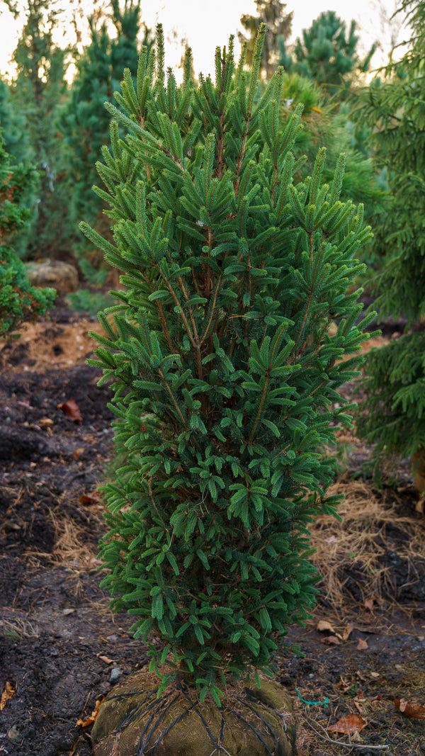 Montrose Spire White Spruce