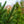 Load image into Gallery viewer, Montrose Spire White Spruce
