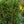 Load image into Gallery viewer, Montrose Spire White Spruce
