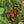 Load image into Gallery viewer, Montrose Spire White Spruce
