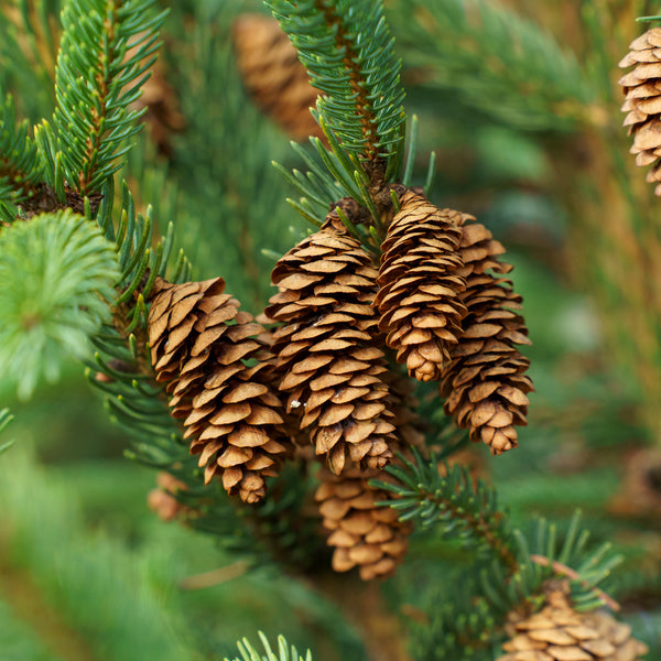 Montrose Spire White Spruce