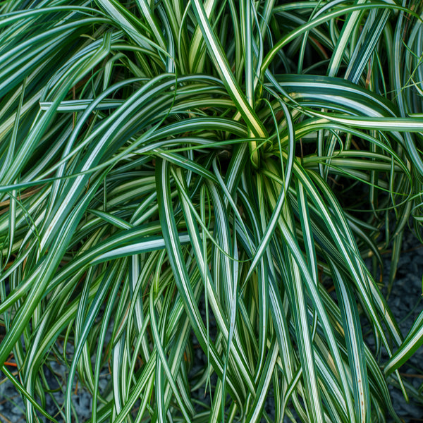 Moon Falls Sedge