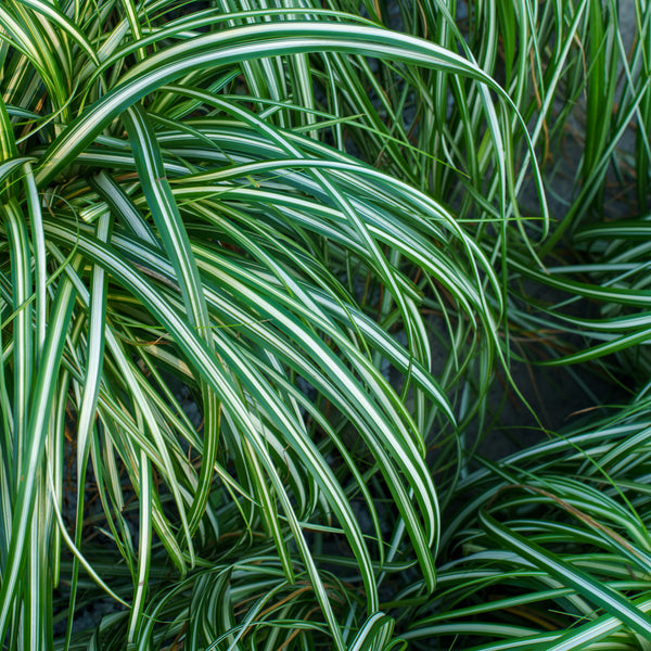 Moon Falls Sedge