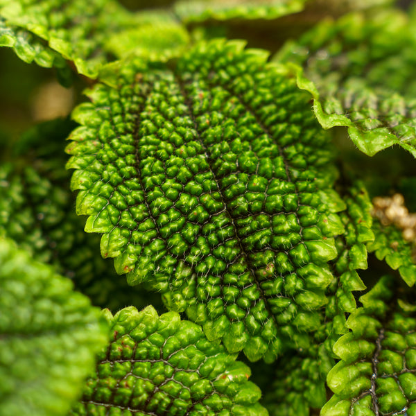 Moon Valley Pilea