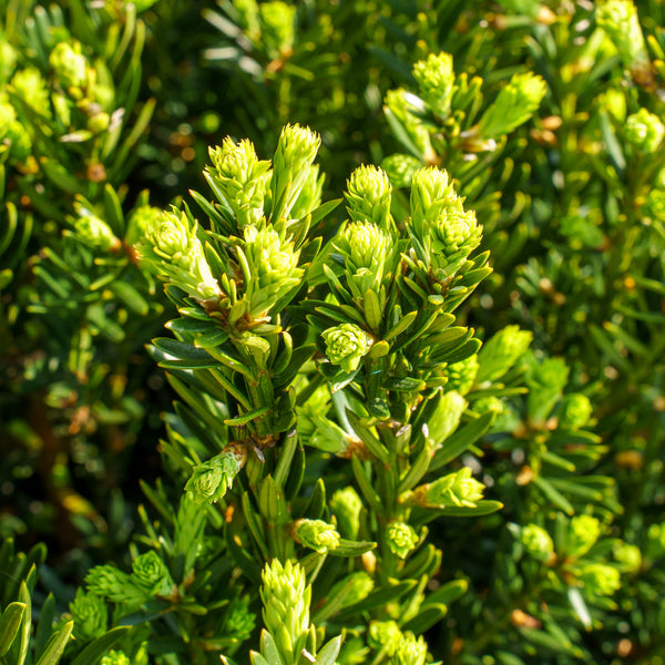 Moon Yew - Yew - Shrubs